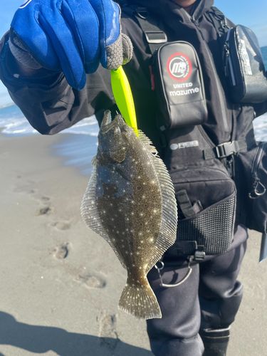 ヒラメの釣果
