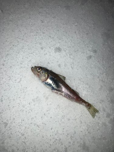 ハタハタの釣果