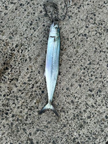 サゴシの釣果