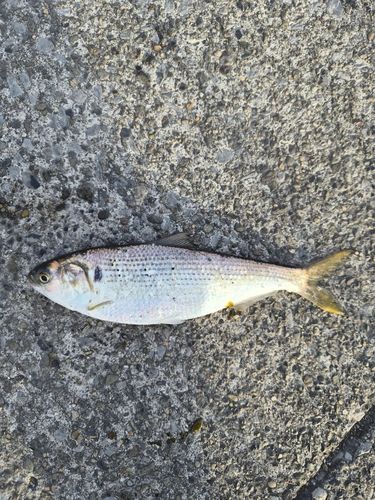 東京湾（アクアライン〜富津）