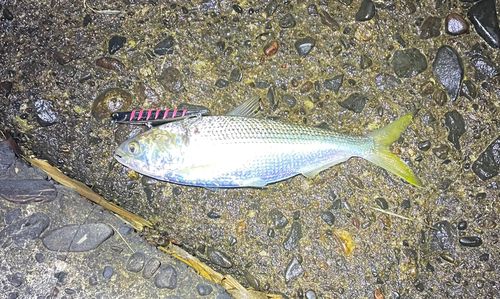 コノシロの釣果