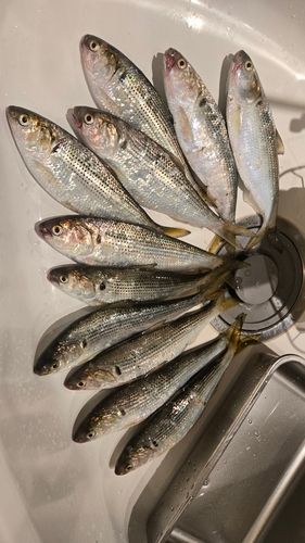 コノシロの釣果