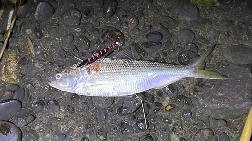 コノシロの釣果