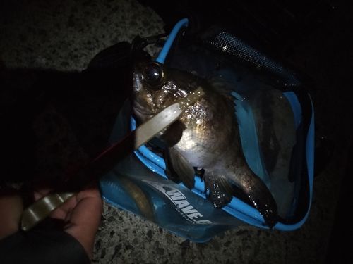 クロメバルの釣果
