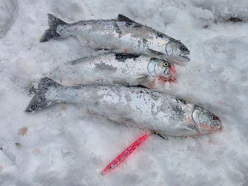 サクラマスの釣果