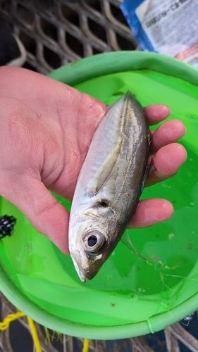 本牧海づり施設