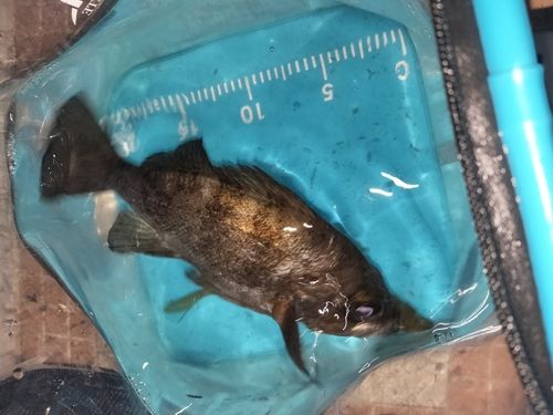 クロメバルの釣果