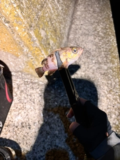 アカメバルの釣果