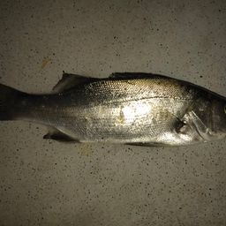 セイゴ（マルスズキ）