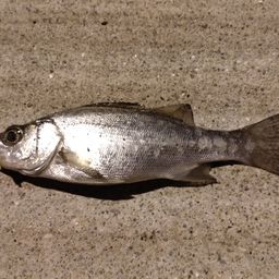 セイゴ（ヒラスズキ）