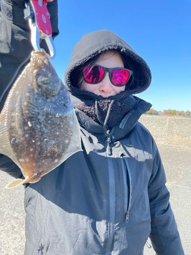 マコガレイの釣果