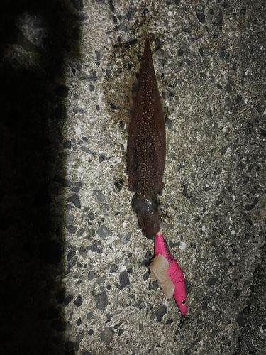 ヤリイカの釣果