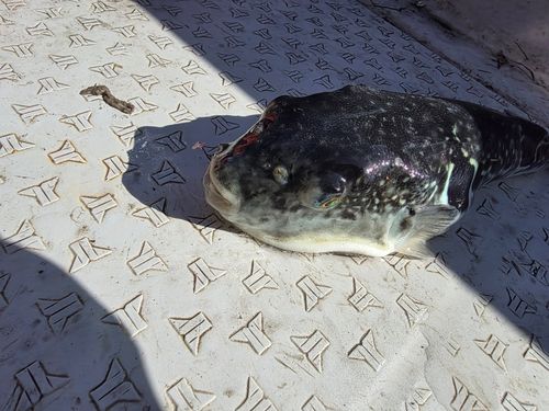 トラフグの釣果