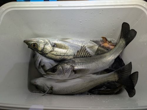 シーバスの釣果