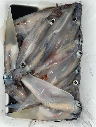 ヤリイカの釣果