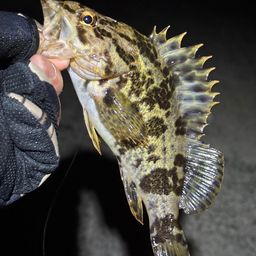 タケノコメバル