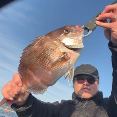 マダイの釣果
