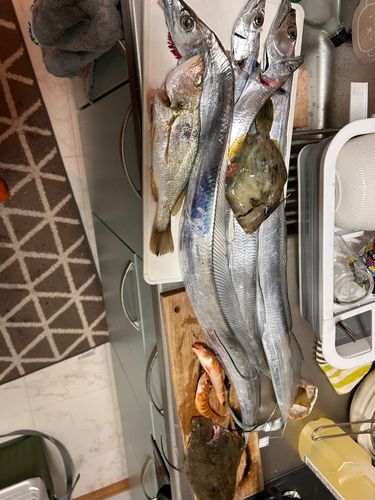 タチウオの釣果