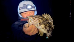 ベッコウゾイの釣果