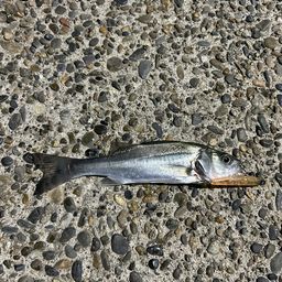 セイゴ（マルスズキ）