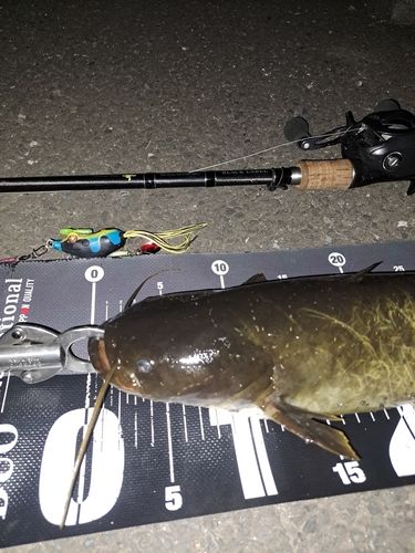 ナマズの釣果