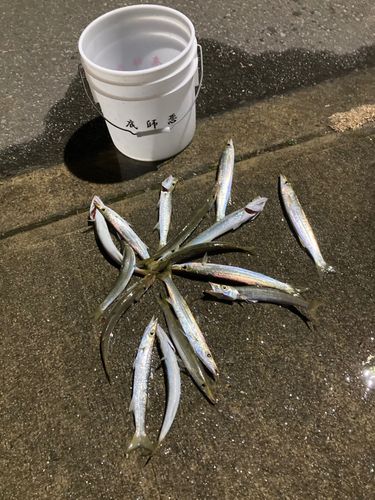 アカカマスの釣果