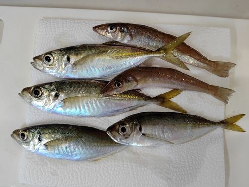 本牧海づり施設