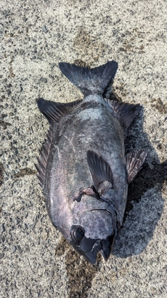 イシダイの釣果