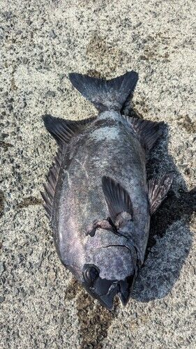 イシダイの釣果