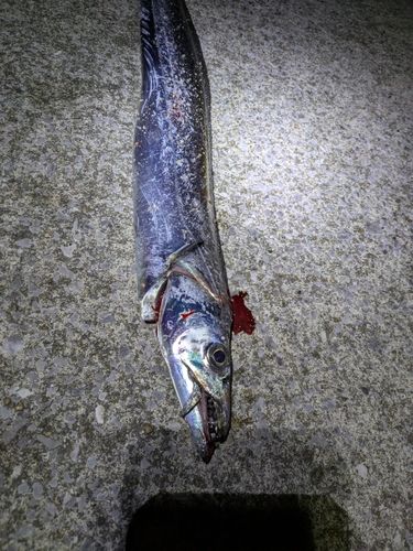 タチウオの釣果