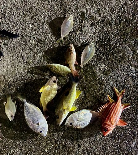 ヤマトビーの釣果