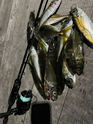 アジの釣果