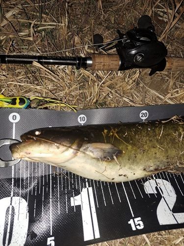 ナマズの釣果