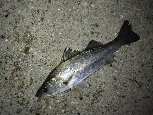 セイゴ（マルスズキ）の釣果