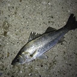 セイゴ（マルスズキ）