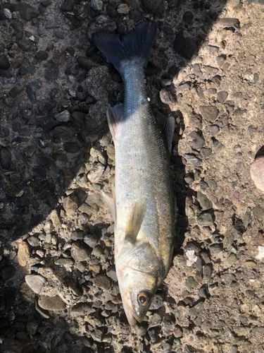 セイゴ（タイリクスズキ）の釣果