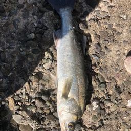 セイゴ（タイリクスズキ）