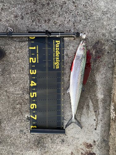 サワラの釣果