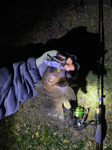 シロメバルの釣果