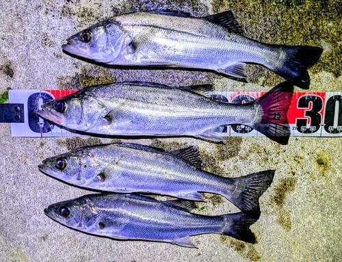 セイゴ（マルスズキ）の釣果