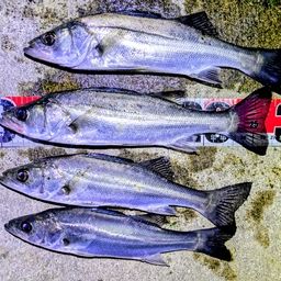 セイゴ（マルスズキ）