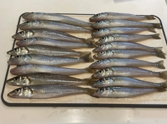 シロギスの釣果