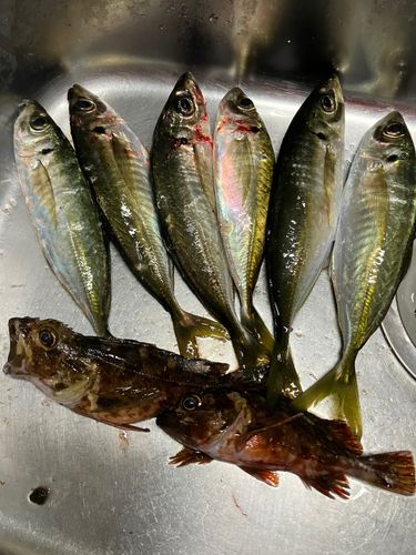 アジの釣果