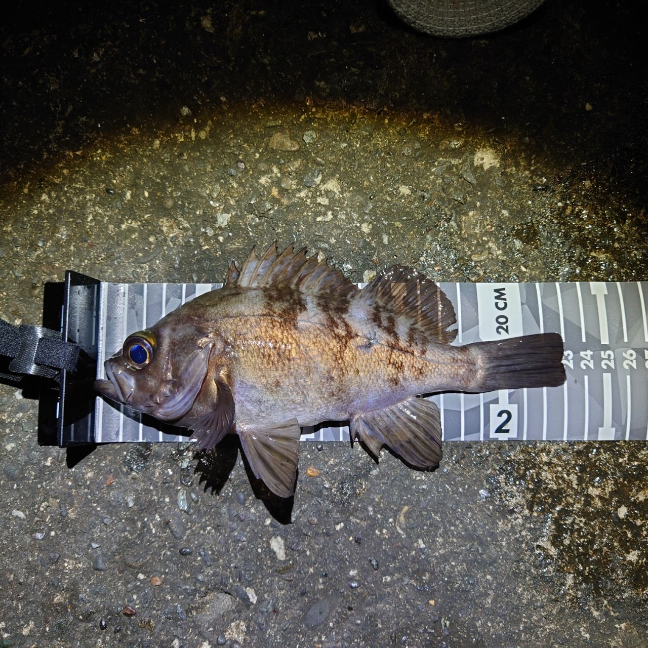 SHIMANO 22ソアレ SS アジング S64UL-Sの最安値・インプレ・釣果