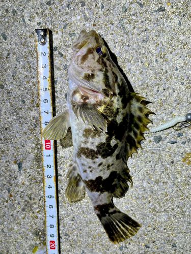 タケノコメバルの釣果