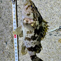 タケノコメバル