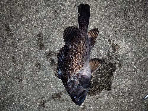 クロソイの釣果