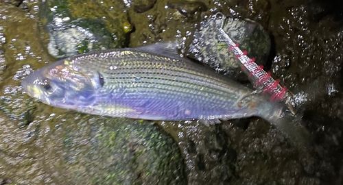 コノシロの釣果