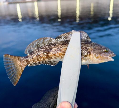 アイナメの釣果