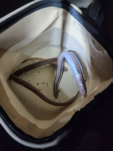 マアナゴの釣果